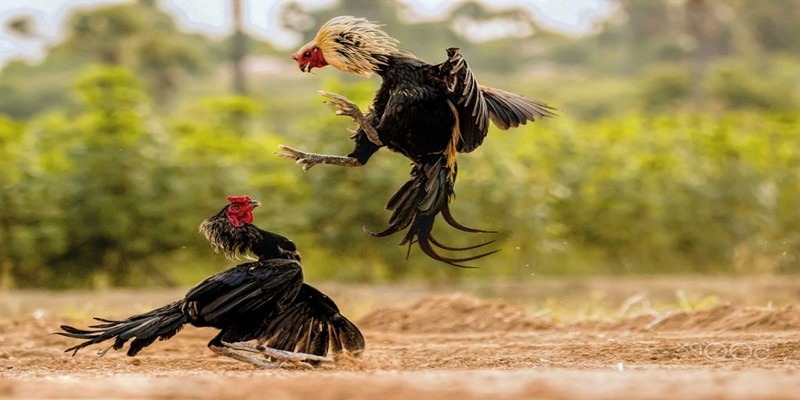 Đánh giá sảnh game chọi gà C1 tại M88