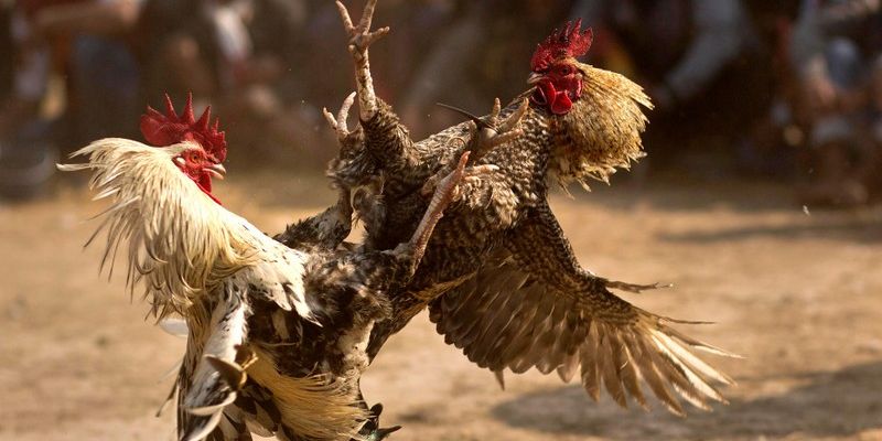 Sảnh chọi gà C1 có ưu điểm gì tại M88